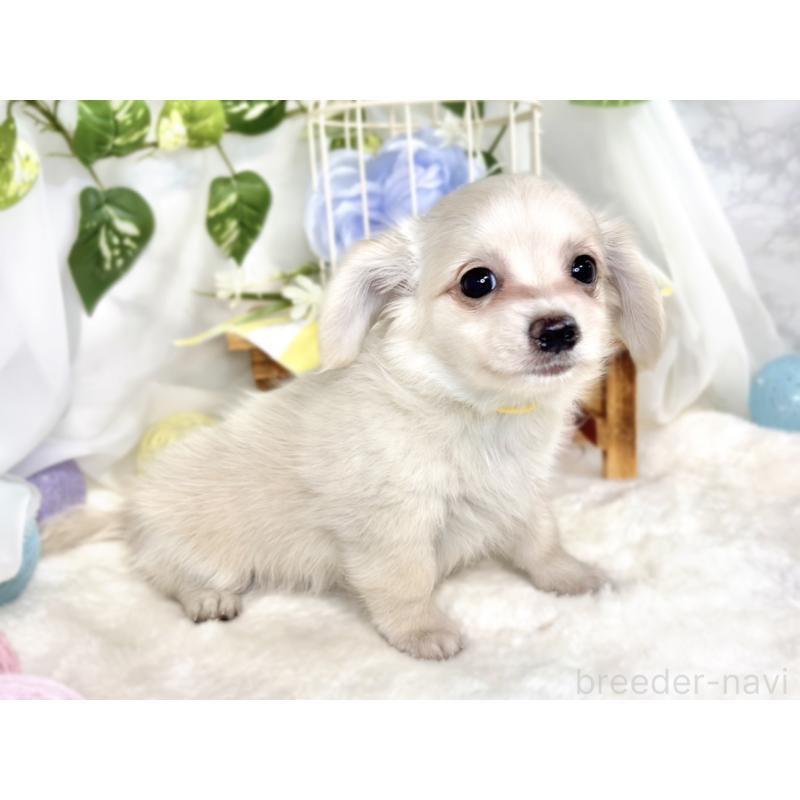 成約済の滋賀県のチワックス:チワワ×ミニチュアダックスフンド-411766の3枚目